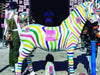 Another Rainbow ZEBRA?!?!?!