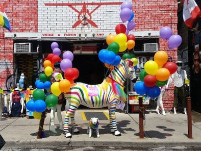 Another Rainbow ZEBRA?!?!?!